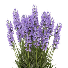 Fototapeta premium Lavender flowers head isolated on white background PNG.AI GENERATED