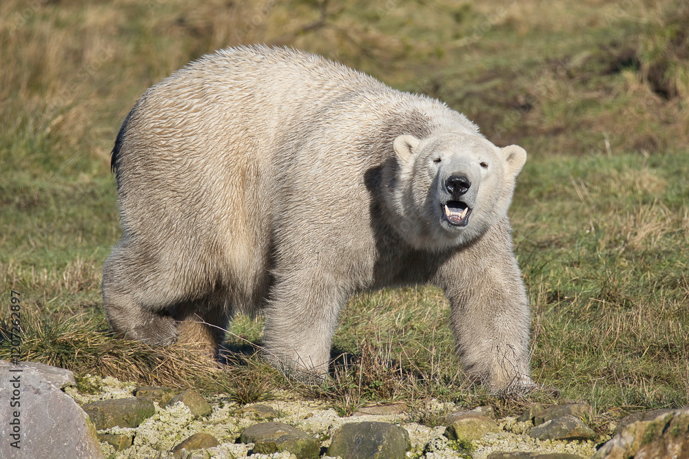 Poster a close up of a polar bear as it stares directly at the camera and has its mouth open showing its te