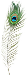 Obraz premium Vibrant peacock feather clipart, perfect for enhancing designs with rich, colorful elegance.
