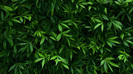 Fresh Green Leaves Background Texture for Nature and Growth Themes