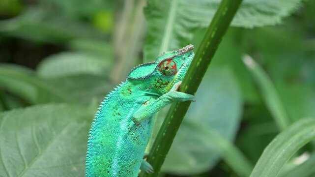 Cameleon qui escalade une tige