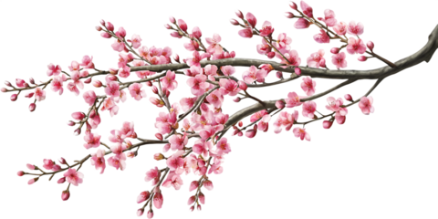 pink cherry blossom isolated on white background PNG.AI GENERATED