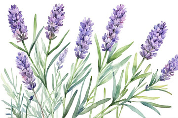 Fototapeta premium Watercolor illustration of blooming lavender branches on a white background.