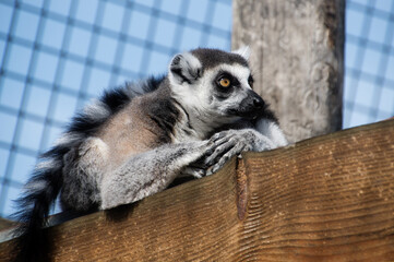 Lemur resting on a wooden surface in a zoo. The lemur is captured in a relaxed pose, showcasing its distinct features such as its striped tail and soft fur. This image is ideal for educational materia