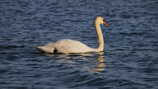 Mute swam (Cygnus olor) swimming placidly on the Lake Balaton of Hungary