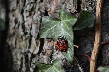 Gendarmes se promenant sur un arbre