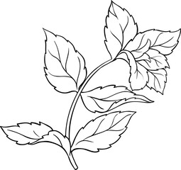 Peppermint Branch Leaves Outline Illustration. Essential oil ingredient for cosmetics, spa,...