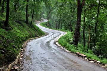 Rainy Forest Road: Serene Scenery