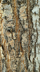 Background textured tree bark with various natural patterns.