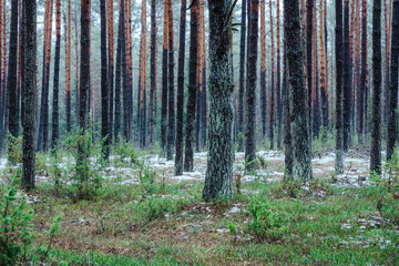 A beautiful natural forest in the Knyszyńska Forest