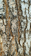 Background textured tree bark with various natural patterns.