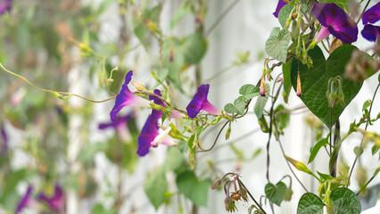 A woman gardener takes care of plants on the street veranda, climbing plants on the veranda with...