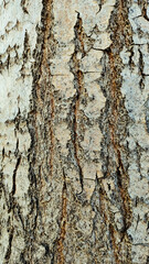 Obraz premium Background textured tree bark with various natural patterns.
