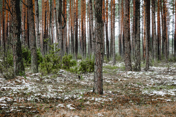 A beautiful natural forest in the Knyszyńska Forest