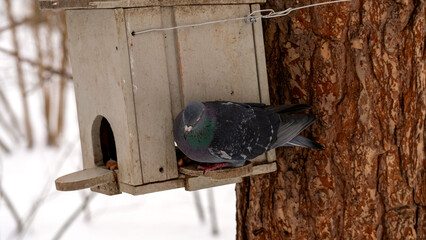 A pigeon is sitting on a bird feeder. The bird feeder is made of wood and has a small hole in the front