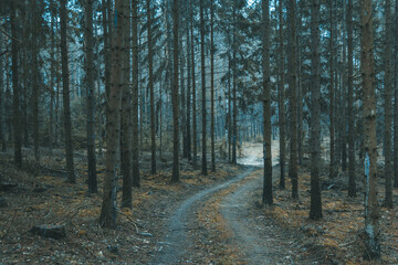 A beautiful natural forest in the Knyszyńska Forest