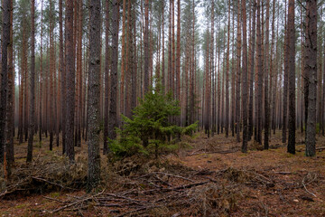 A beautiful natural forest in the Knyszyńska Forest