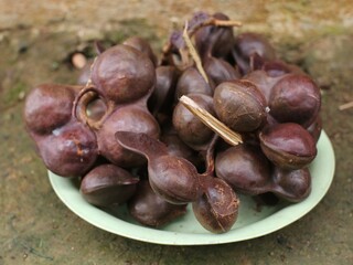 A close look at the jengkol fruit that has just been picked from the tree, the jengkol still has the skin on it
