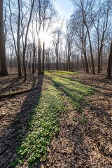 Sunlight Dappled Forest Path Spring Green Plants