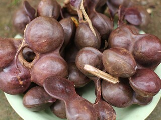 A close look at the jengkol fruit that has just been picked from the tree, the jengkol still has the skin on it