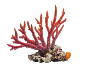 Coral propagation diagram showcasing vibrant coral structure on transparency background, illustrating marine life and ecosystem diversity