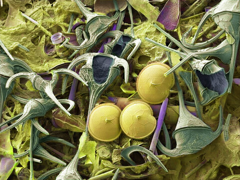 Plankton, SEM
