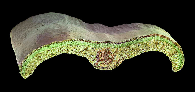 Box leaf, SEM
