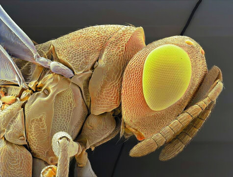 Biological control wasp, SEM