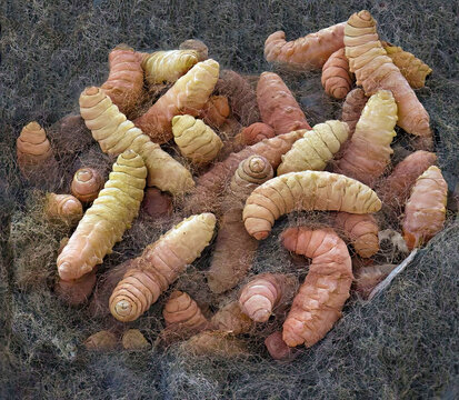 Codling moth larvae, SEM