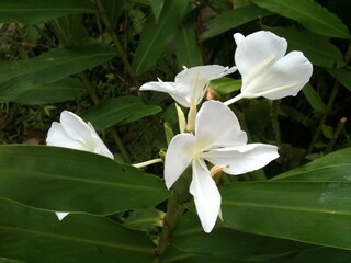Hedychium coronarium, the white garland-lily or white ginger lily is a perennial flowering plant in the ginger family Zingiberaceae