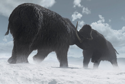 Artwork of mammoths fighting