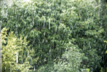 Rain drops in motion against green foliage