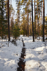 zima,leśna ścieżka  © Marcin Łazarczyk