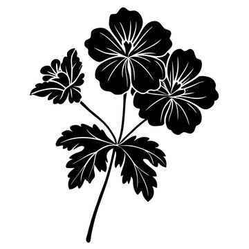 black geranium flowers on white background clip art preview