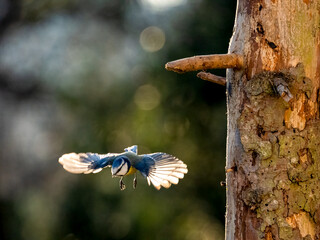 Blaumeise (Cyanistes caeruleu)
