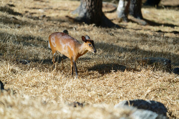 Red-flanked duiker in the forest