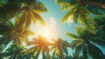 Low angle view of sun shining through palm trees.
