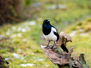 Elster (Pica pica)