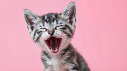 Adorable little cat yawning. Cute grey kitten yawn in a studio with pink background