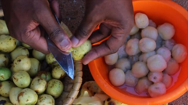 Freshly squeezed Marula (Sclerocarya birrea, Morula, Maroela, Mufula) fruit juice and traditional fermented beverage