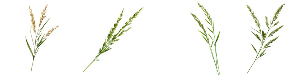 Fototapeta premium Golden Wheat Field with Green Grass Blades and Ears of Grain