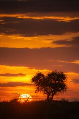 Stunning African sunset with a silhouette of a tree against a vibrant orange sky