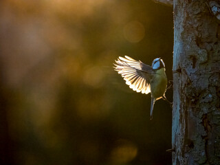 Blaumeise (Cyanistes caeruleu)