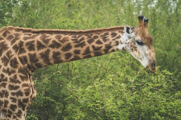 Obraz premium Giraffe gracefully eating leaves in a lush green forest setting