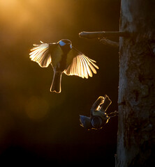 Kohlmeise (Parus major)