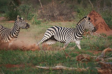 Zebras running through a grassy savannah with dust kicking up, with their distinctive stripes