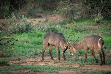 Two antelopes engage in a playful head-butting encounter in a lush green savanna landscape.