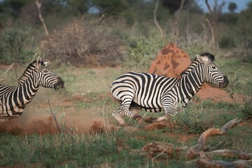 Etwo zebras running across the savannah, kicking up dust, with lush greenery in the background.