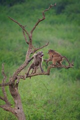 Two baboons interact on a twisted tree branch against a lush green backdrop in a natural habitat.