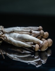 Shimeji mushrooms on a reflective surface